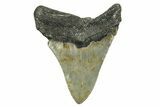 Serrated, Fossil Megalodon Tooth - North Carolina #351744-1